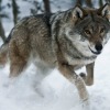 Venerd&igrave; 17 maggio, ore 11, ad Arquata del Tronto - Assergi
