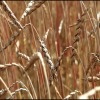 l farro &egrave; il pi&ugrave; antico tipo di frumento coltivato