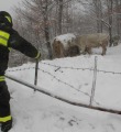 vigili
