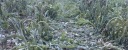 Maltempo: Coldiretti, allarme gelo per le verdure in campagna