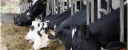 Cisl lancia allarme, bloccati fondi regionali del settore zootecnico abruzzese