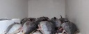 Pesca, sequestrati 530kg tonno rosso, denunciato comandante peschereccio