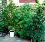 Coltivava marijuana sul balcone di casa, arrestato