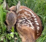 camoscio cucciolo