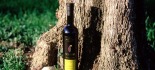 All'Open space dell'ingegno contadino giovane abruzzese propone l'olio extravergine spray