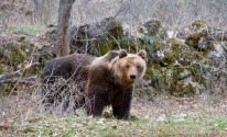 Villavallelonga e dintorni: dall'orso Sandrino ai profumi dell'Aceretta