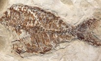 Riserva Quarto Santa Chiara: quando sulla Majella c'era il mare
