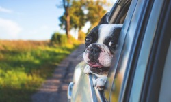 Vacanze all’estero con gli animali domestici: tutto quello che c’è da sapere