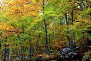 L'Abruzzo verde attende da anni una legge di riordino del sistema forestale 