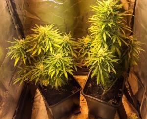 Coltivava marijuana nella mansarda, arrestato tunisino a Vasto