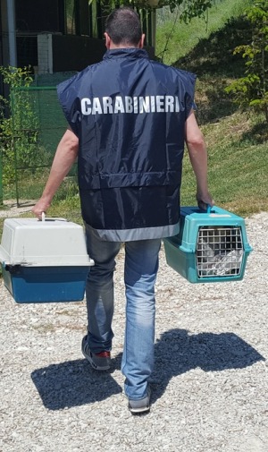 Maltrattamento di animali in allevamento di Chihuahua, nei guai due allevatori