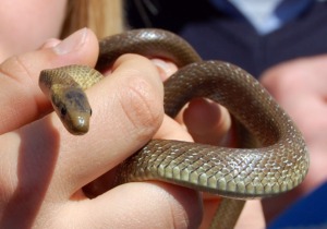 San Domenico, la cattura dei serpenti per il rito di Cocullo