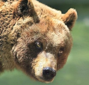 Orso irrompe dentro presepe di Civitella Alfedena per mangiare le verdure