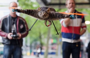 "il gatto volante"