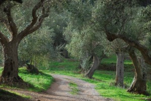 L'agroalimentare abruzzese non sente la crisi: esportazioni al + 7,7%