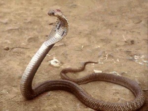 Bellante, avvistato un cobra in campagna: allertato il pronto soccorso
