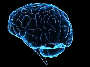 Scienza, il cervello cataloga gli oggetti per dimensioni