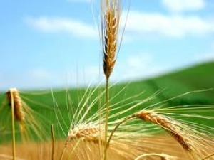 Spoltore, intesa con Coldiretti per mercati a km 0