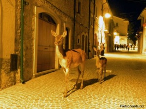 Si lasciavano anche avvicinare dai turisti