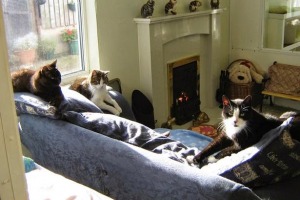 Cat Retirement Home Strichen Cat Retirement Home Strichen