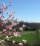 Maltempo: Coldiretti, arriva primavera ma fioriture in ritardo