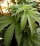 Sequestrati 11 Kg di marijuana,arrestati tre giovani