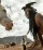 The Lone Ranger: il trailer italiano dell'ultimo film di  Johnny Depp
