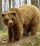 Un cd ambientalista per la tutela dell'orso marsicano