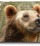 Orso Bruno, le iniziative della Regione per proteggerlo