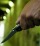 Minaccia con coltello e rapina gestore bar ad Ortona
