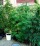 Coltivava marijuana sul balcone di casa, arrestato