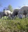 Arriva Igp: "L'agnello del Centro Italia"