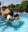 Parco di divertimenti per cani