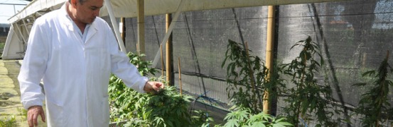 Cannabis terapeutica