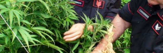 sequestro marijuana - foto di repertorio