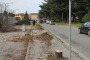 Alberi tagliati su via Paolucci, l'assessore spiega e promette: ''Ne pianteremo altri''