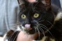 Il gatto nero, portatore di sfortuna o tremendo affetto? Oggi è la sua festa