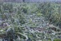 Maltempo: Coldiretti, allarme gelo per le verdure in campagna