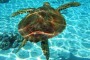 Tartaruga salvata alle isole Tremiti