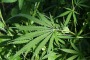 Coltivava in casa marijuana: arrestato nel Teramano