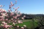 Maltempo: Coldiretti, arriva primavera ma fioriture in ritardo