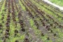 Coldiretti, marzo più freddo degli ultimi 50 anni