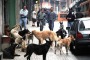 Ma animalisti costringono Sindaco a fare marcia indietro