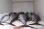 Pesca, sequestrati 530kg tonno rosso, denunciato comandante peschereccio