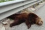 Animali investiti, Parco in azione per trovare rimedio