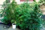 Coltivava marijuana sul balcone di casa, arrestato