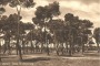 La pineta dannunziana a Pescara