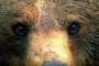 Orso bruno marsicano