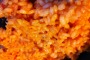 Riso saporito al forno