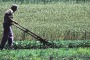 Il Cospa: ''Il Gal eroga i fondi per gli agricoltori a chi l'agricoltura nemmeno sa cosa sia''